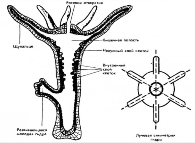 Кракен купить гашиш